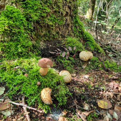 Waldspaziergang