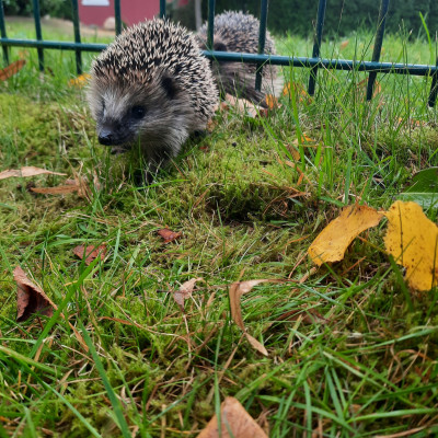 Igelfamilie